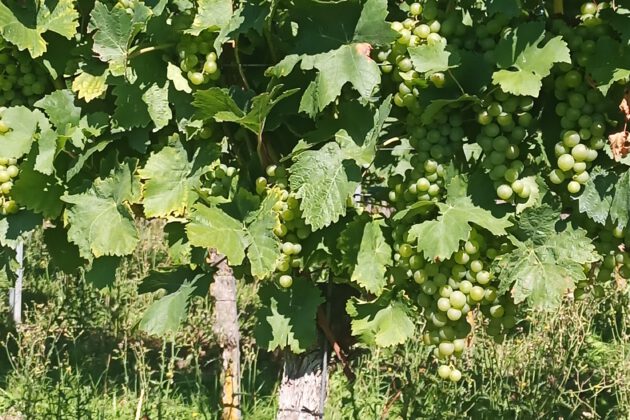 „Ich in Dir und Du in mir!“     Gedanken zu Johannes 15